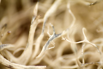 Image showing macro world polar plant the white dead dry.