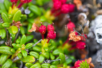 Image showing macro stone vegetation polar leaf summer