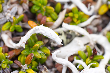 Image showing macro stone vegetation polar leaf summer