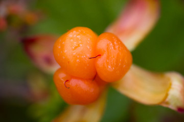 Image showing Berry cloudberry summer polar plant macro