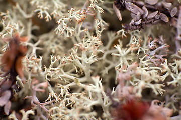 Image showing macro world polar plant the white dead dry.