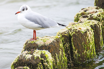 Image showing laughing gull, Larus ridibundus L.