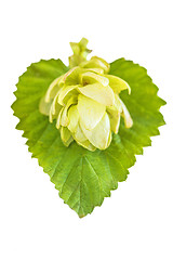 Image showing ripe hop cones