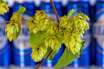 Image showing ripe hop cones with beer cans
