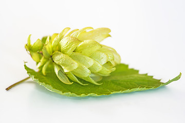 Image showing ripe hop cones