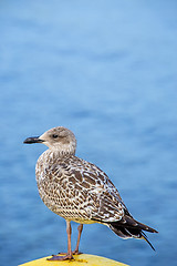 Image showing Herring gull, Larus fuscus L. immat.