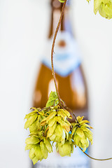 Image showing ripe hop cones with beer bottle