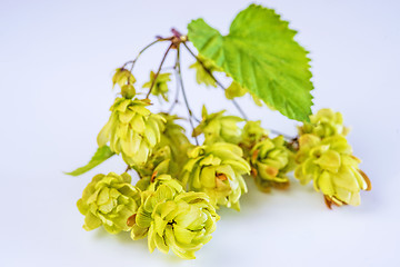 Image showing ripe hop cones