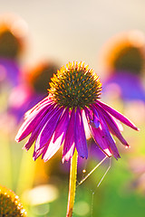 Image showing coneflower, Echinacea purpurea