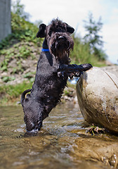 Image showing Staring dog