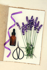 Image showing Lavender Flower Herb