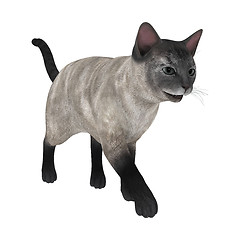 Image showing Siamese Cat