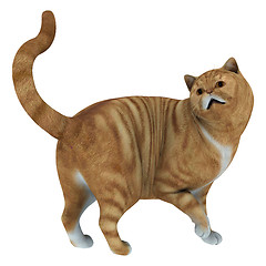 Image showing Red Tabby Cat