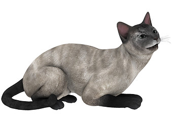 Image showing Siamese Cat