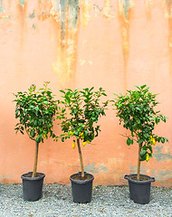 Image showing Lemon trees decorating house exterior