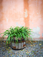 Image showing Green plant in wooden pot decorating house exterior