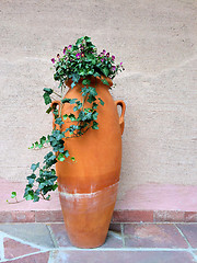 Image showing Clay amphora with green flowering ivy