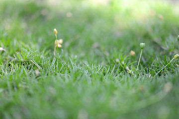 Image showing green grass background, close up