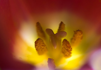 Image showing Inside pink tulip