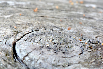 Image showing bark of tree texture