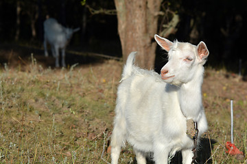 Image showing white goat on a summer pasture