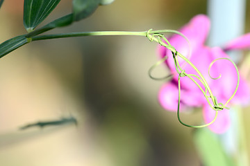 Image showing Close up image of red flower