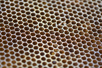Image showing Honey bee honeycomb, close up, texture