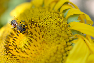 Image showing Close up macro bee working on sunflower