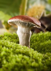 Image showing mushroom