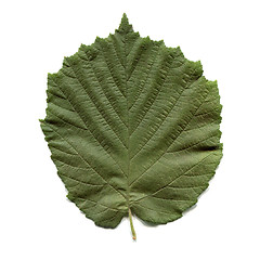 Image showing Hazel tree leaf