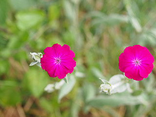 Image showing Violet flower