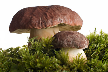 Image showing mushroom