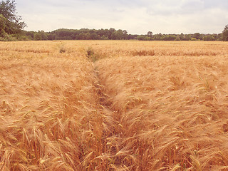 Image showing Retro look Barleycorn field