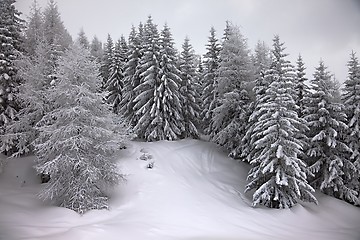 Image showing Winter forest