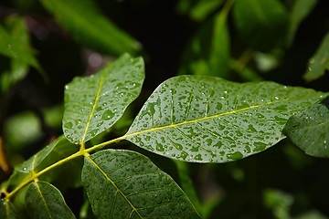 Image showing Leaves