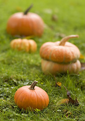 Image showing pumpkin