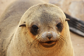 Image showing Brown Fur Seal (Arctocephalus pusillus)