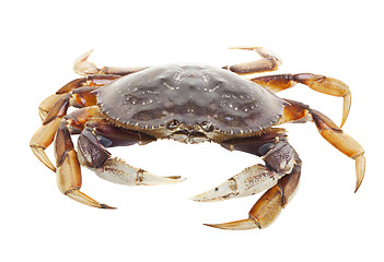 Image showing Crab