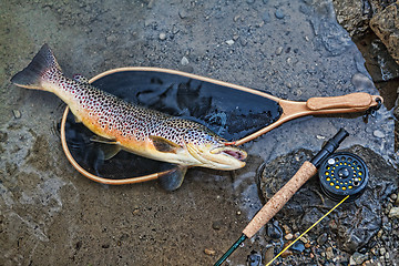 Image showing Trophy Trout