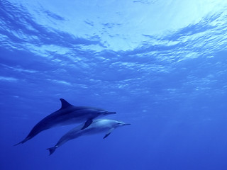 Image showing big blue dolphin