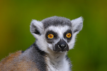 Image showing ring tailed lemur catta