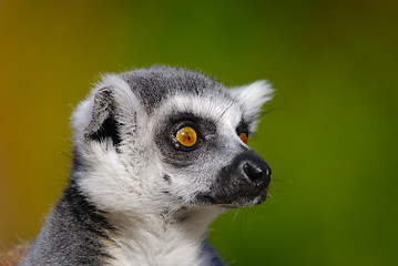 Image showing lemur catta