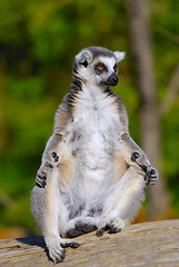 Image showing ring tailed lemur