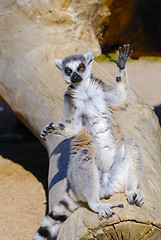 Image showing ring tailed lemur catta