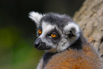 Image showing Lemur catta