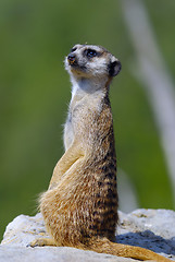 Image showing Suricate