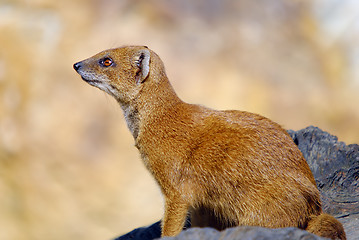 Image showing Yellow mongoose Cinyctis penicillata