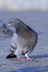 Image showing Rock pigeon