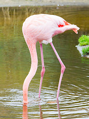 Image showing Bird flamingo 