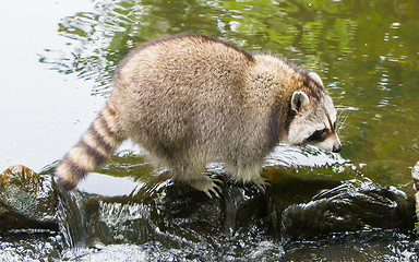 Image showing Adult raccoon at a small stream